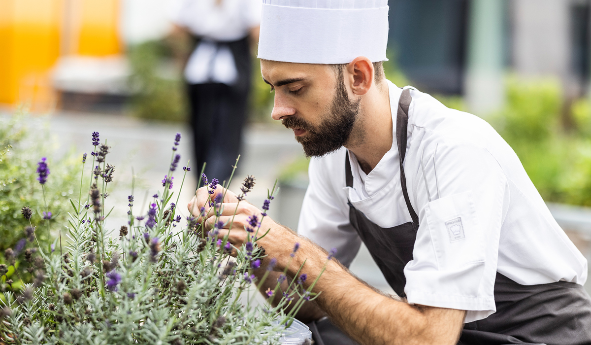Gastronom plukker lavendel