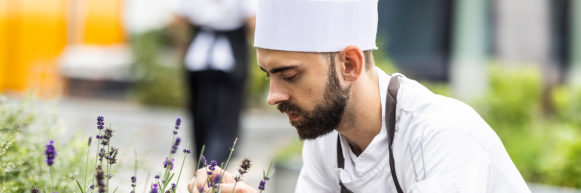 Gastronom plukker lavendel
